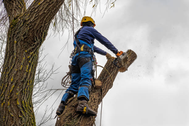 Best Tree Stump Removal  in Womelsdorf, PA